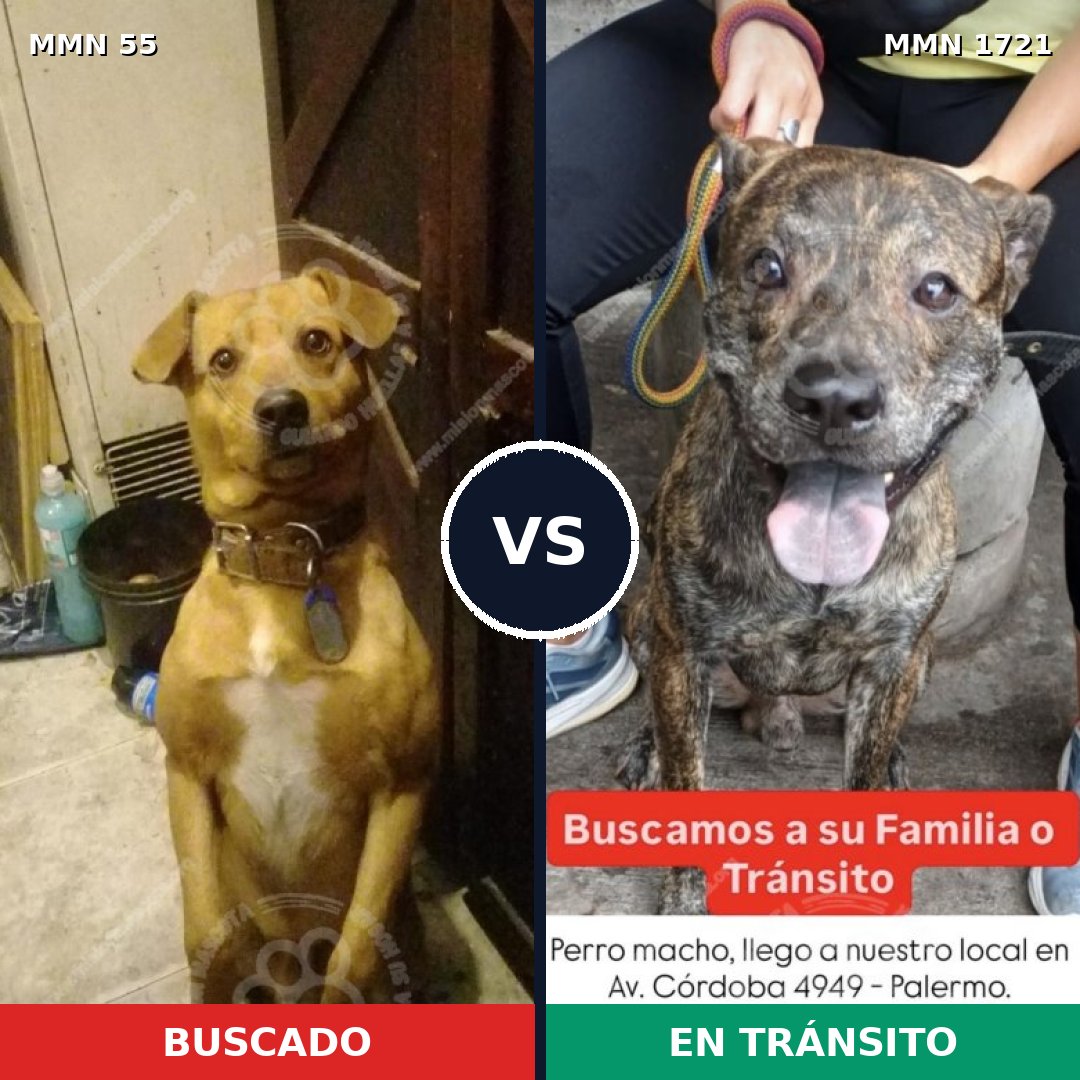 Comparativa MMS 38288: mascota perdida y mascota encontrada, 63% de similitud