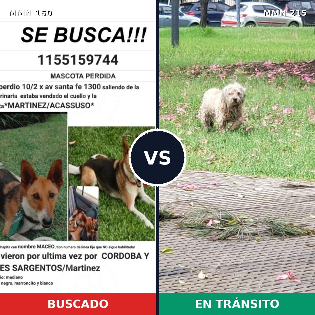 Comparativa MMS 3829: mascota perdida y mascota encontrada, 8% de similitud