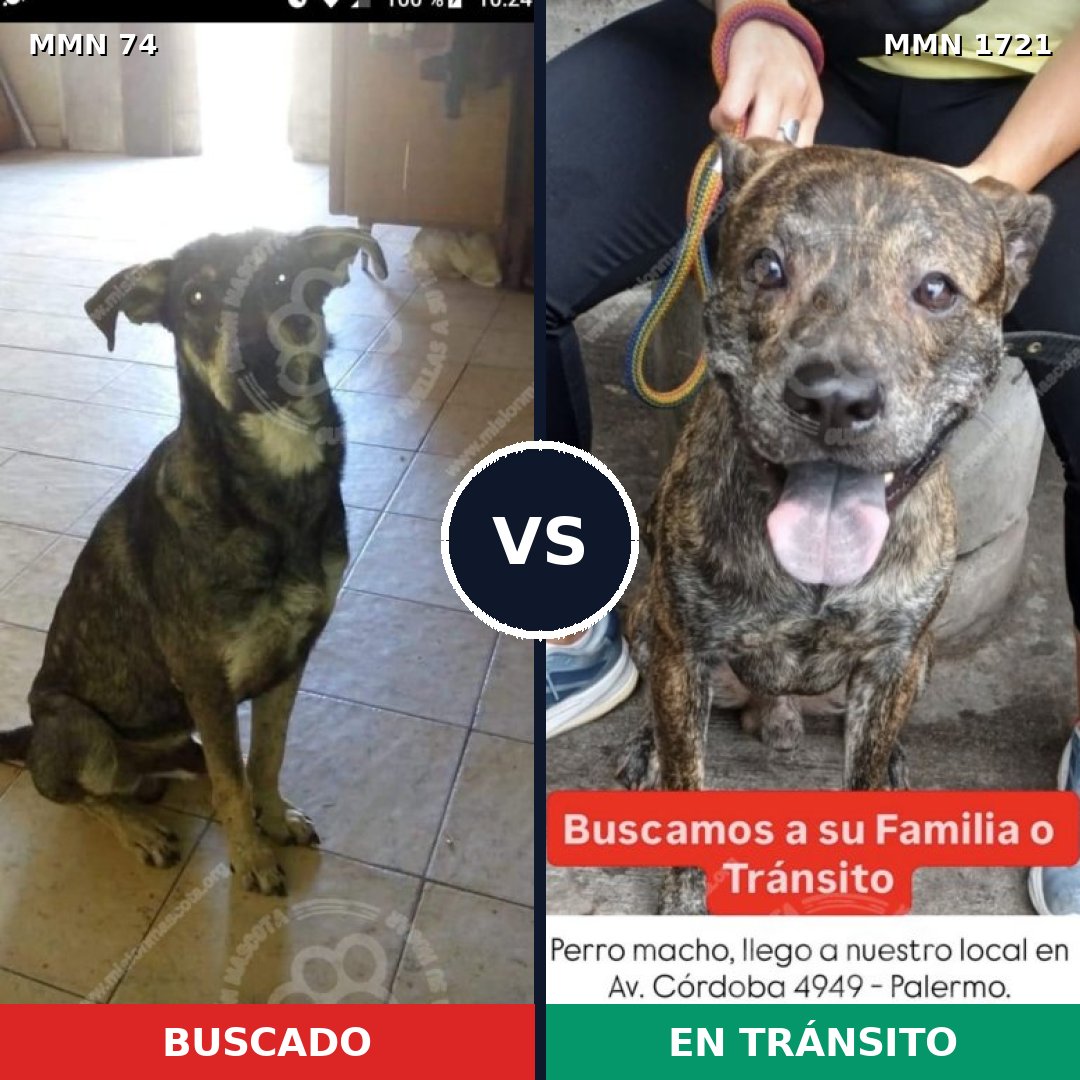 Comparativa MMS 38290: mascota perdida y mascota encontrada, 57% de similitud