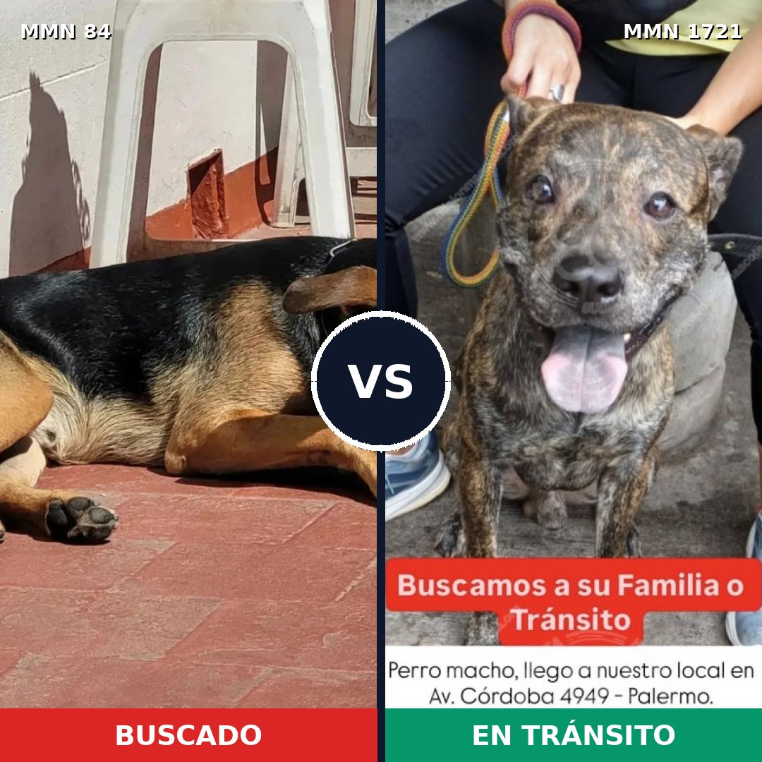 Comparativa MMS 38291: mascota perdida y mascota encontrada, 60% de similitud