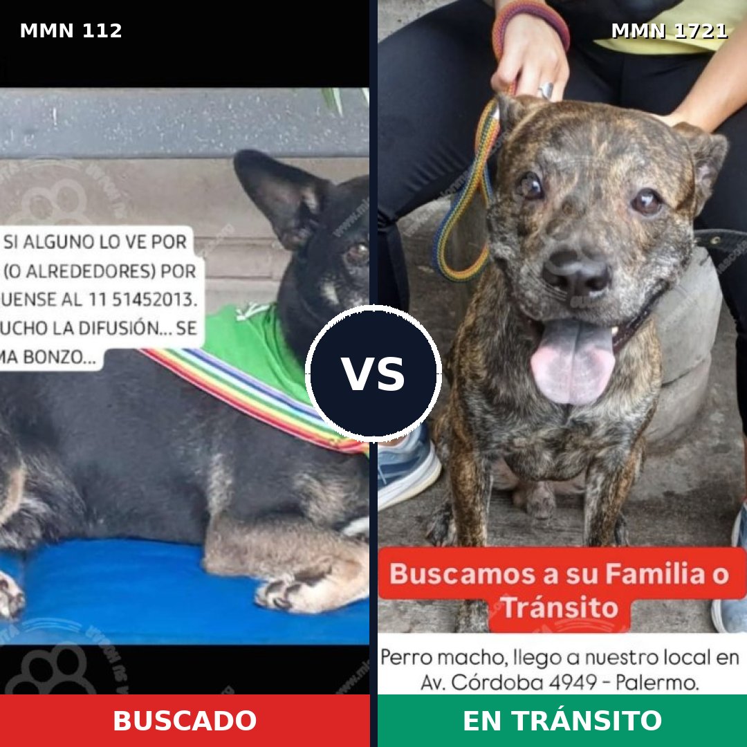 Comparativa MMS 38292: mascota perdida y mascota encontrada, 67% de similitud