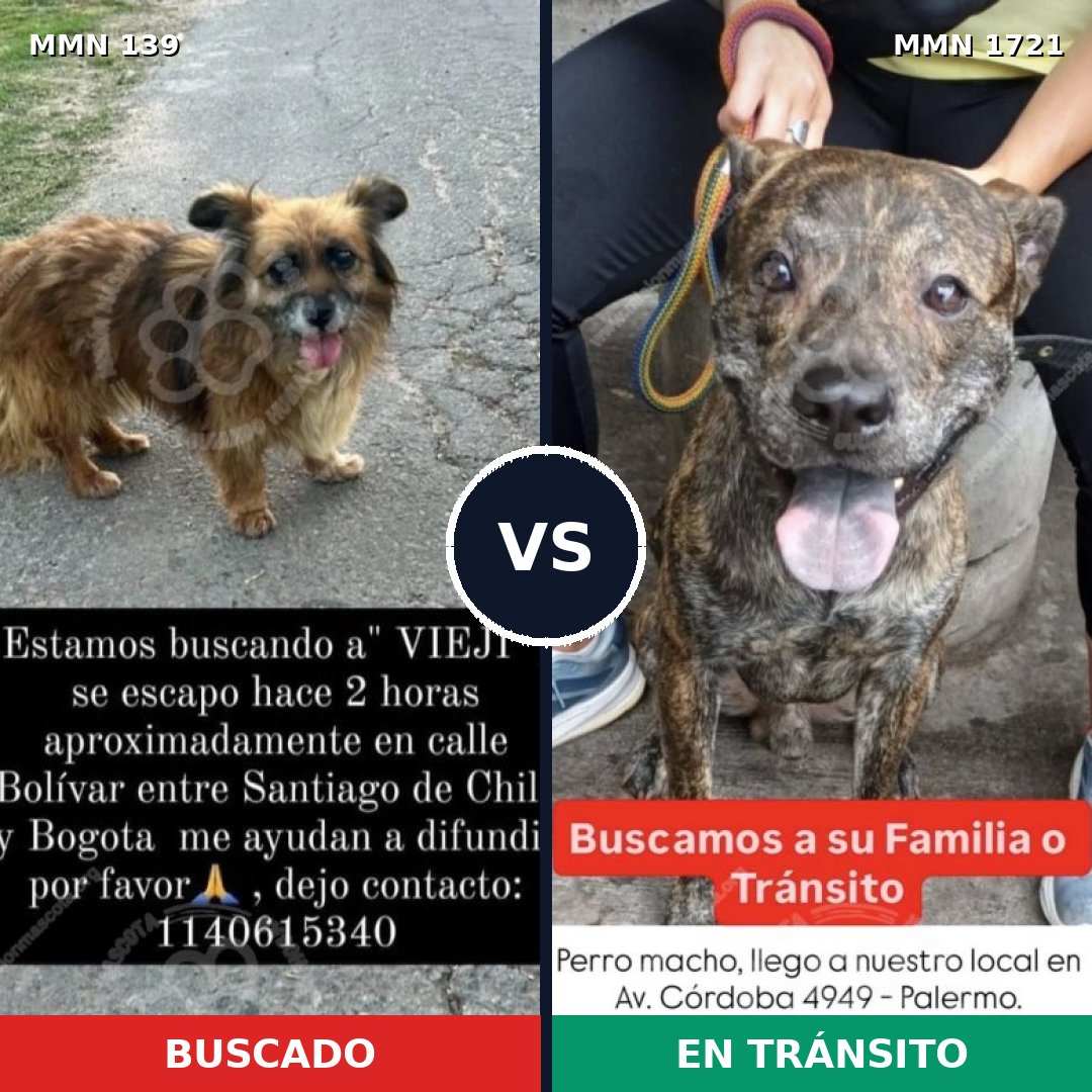 Comparativa MMS 38293: mascota perdida y mascota encontrada, 75% de similitud