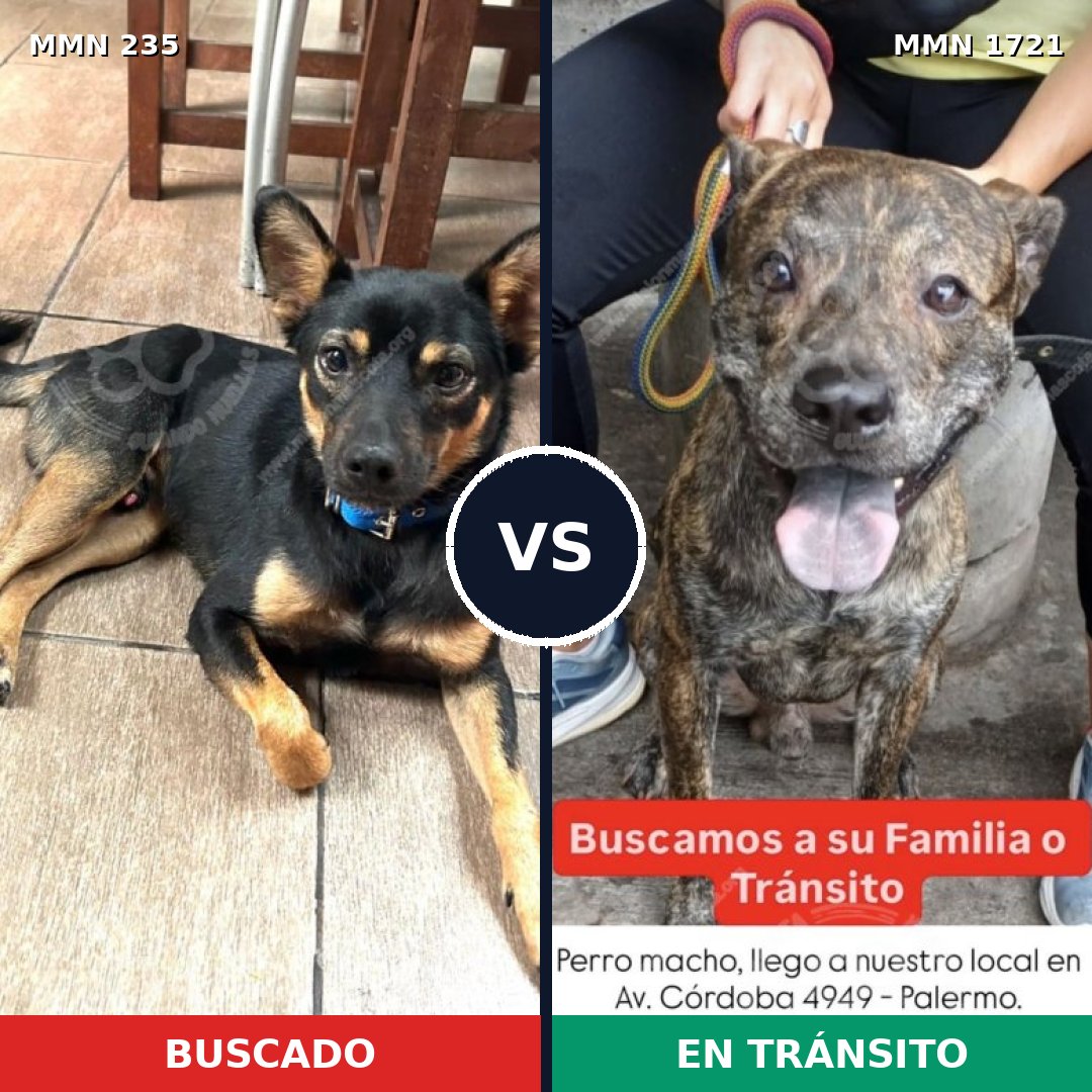 Comparativa MMS 38295: mascota perdida y mascota encontrada, 62% de similitud