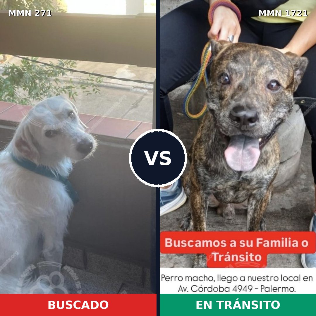 Comparativa MMS 38296: mascota perdida y mascota encontrada, 64% de similitud