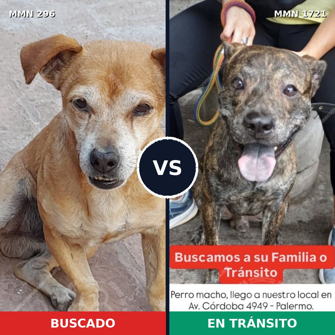 Comparativa MMS 38297: mascota perdida y mascota encontrada, 64% de similitud