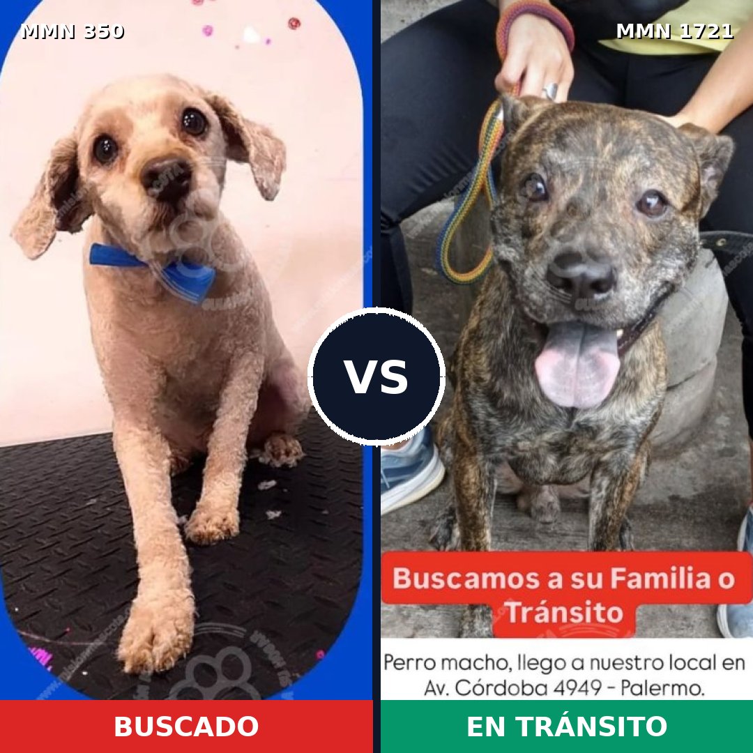 Comparativa MMS 38298: mascota perdida y mascota encontrada, 43% de similitud