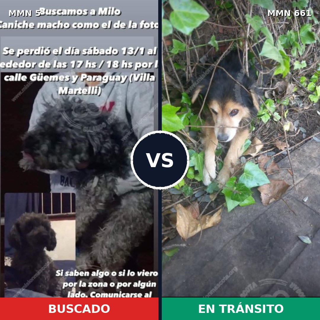 Comparativa MMS 383: mascota perdida y mascota encontrada, 45% de similitud