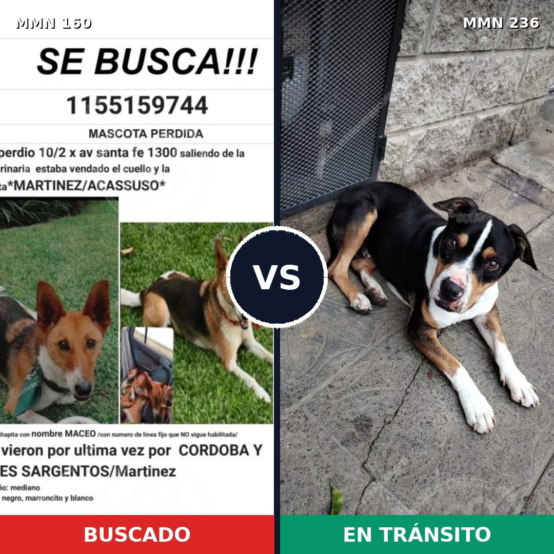 Comparativa MMS 3830: mascota perdida y mascota encontrada, 62% de similitud
