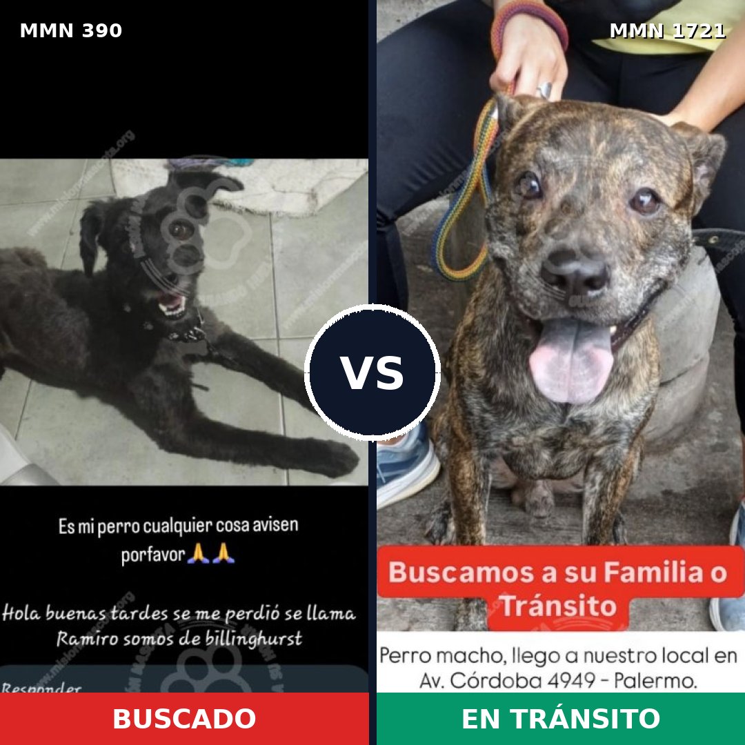 Comparativa MMS 38300: mascota perdida y mascota encontrada, 52% de similitud
