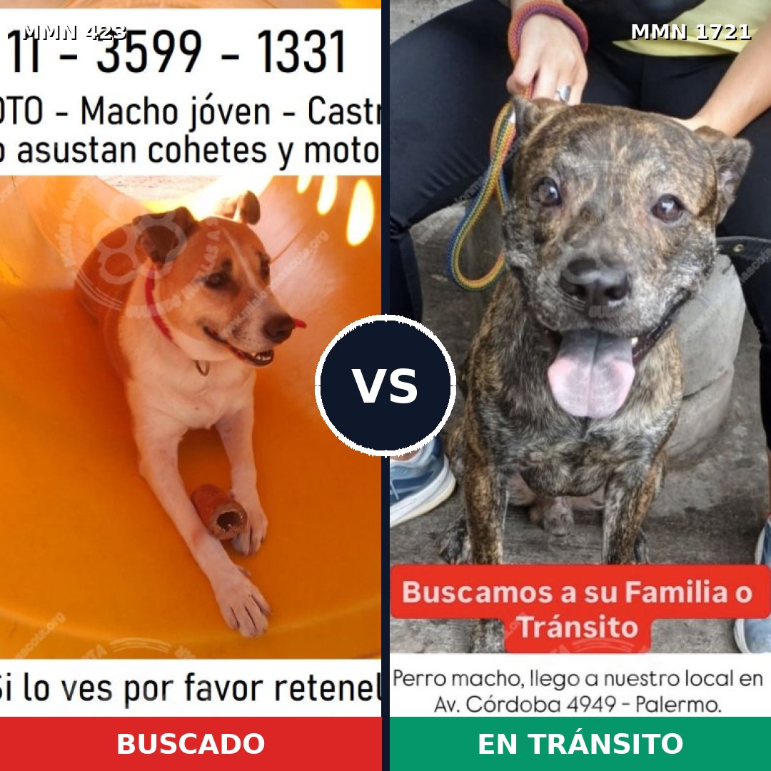 Comparativa MMS 38303: mascota perdida y mascota encontrada, 70% de similitud