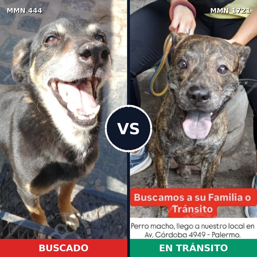 Comparativa MMS 38305: mascota perdida y mascota encontrada, 60% de similitud