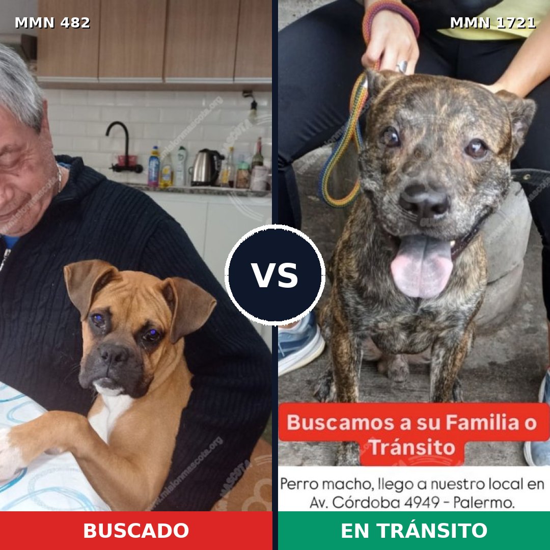 Comparativa MMS 38309: mascota perdida y mascota encontrada, 37% de similitud
