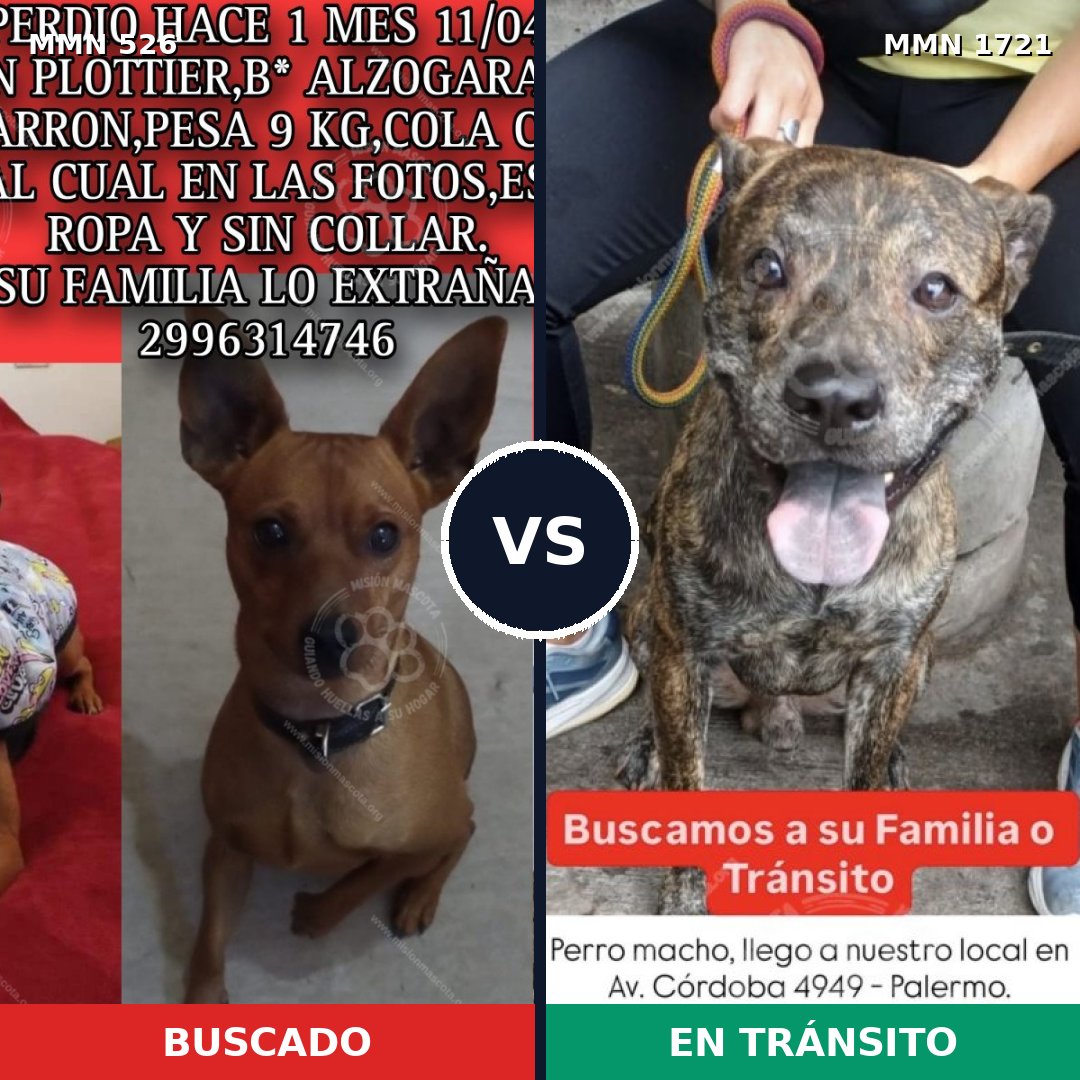 Comparativa MMS 38313: mascota perdida y mascota encontrada, 43% de similitud