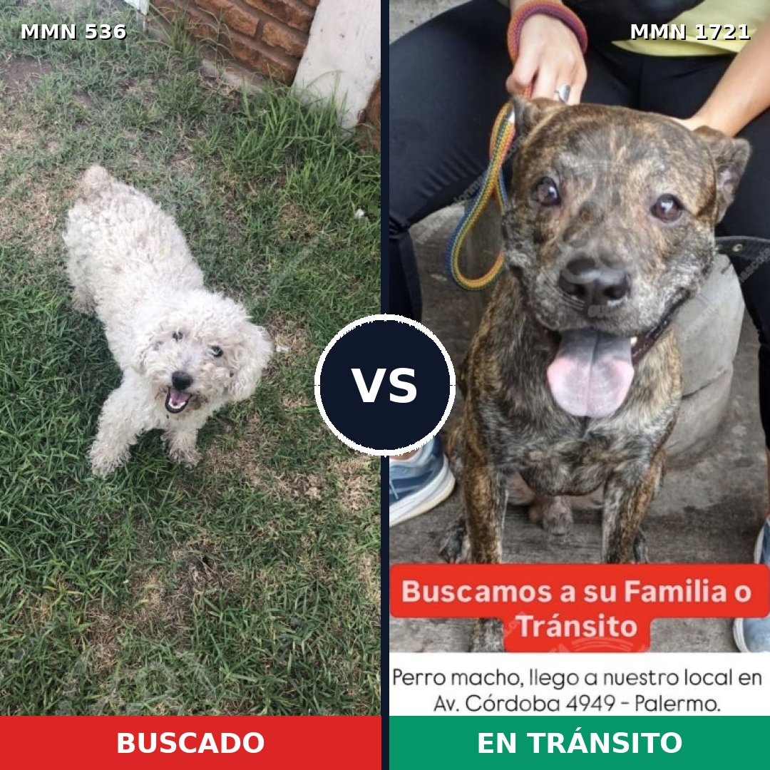 Comparativa MMS 38314: mascota perdida y mascota encontrada, 36% de similitud