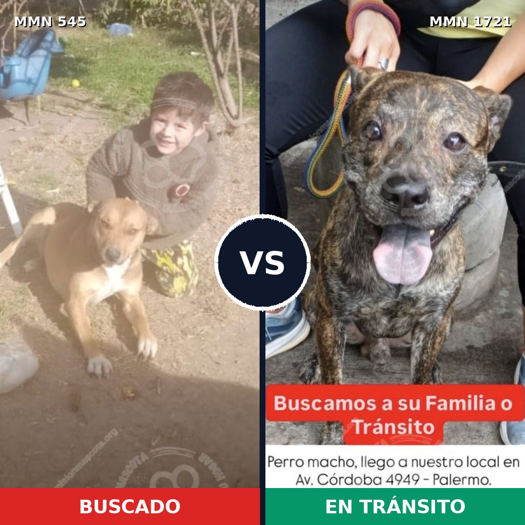 Comparativa MMS 38315: mascota perdida y mascota encontrada, 49% de similitud