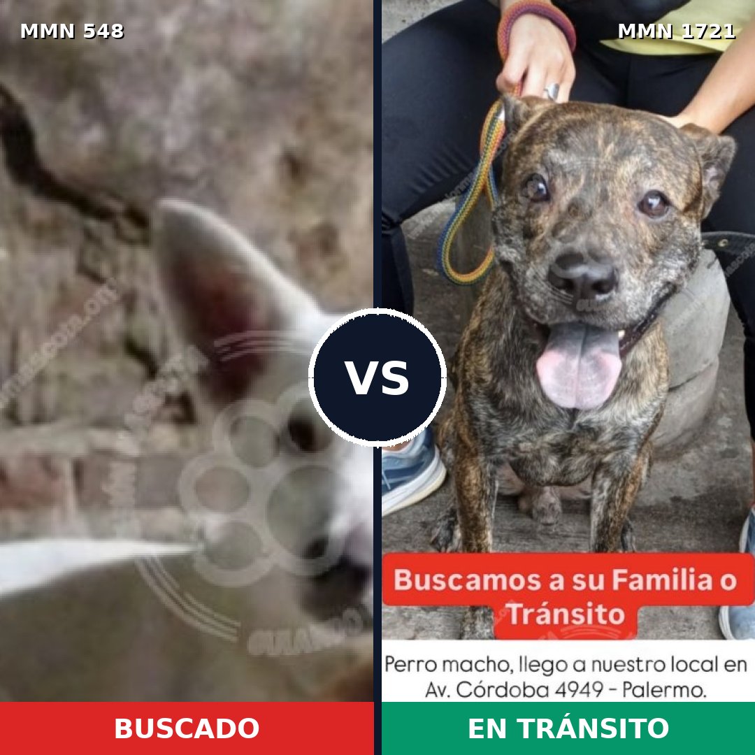 Comparativa MMS 38316: mascota perdida y mascota encontrada, 60% de similitud