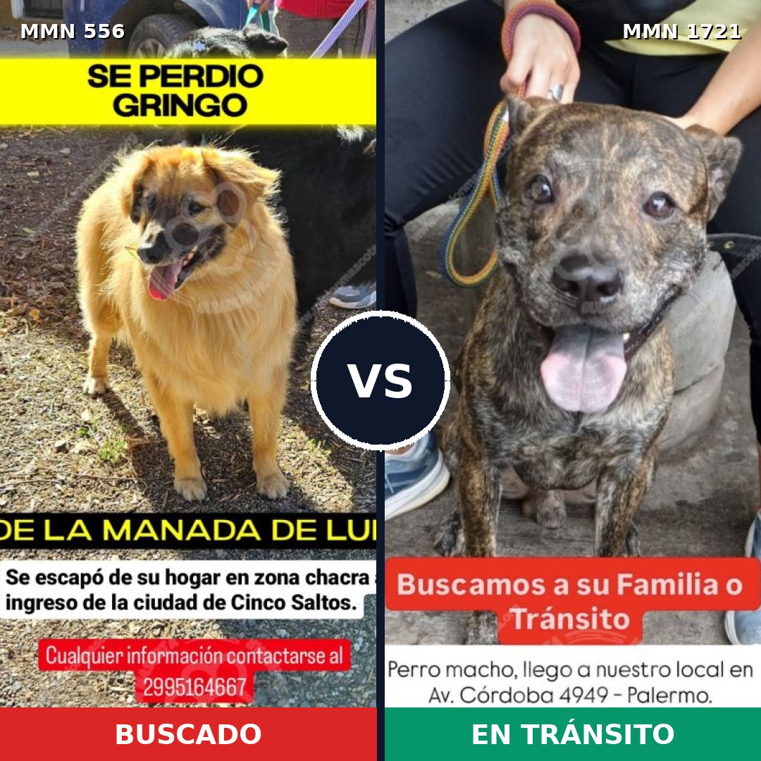 Comparativa MMS 38317: mascota perdida y mascota encontrada, 60% de similitud