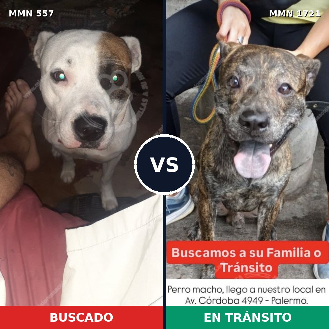 Comparativa MMS 38318: mascota perdida y mascota encontrada, 51% de similitud