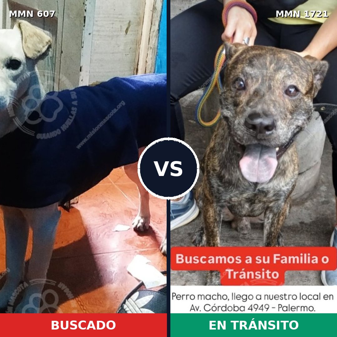 Comparativa MMS 38322: mascota perdida y mascota encontrada, 76% de similitud