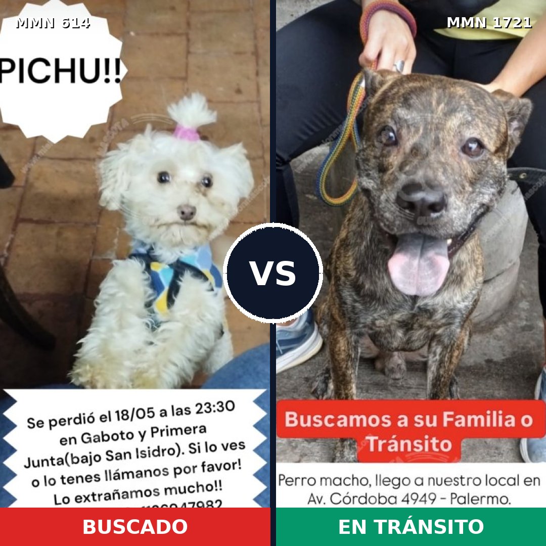 Comparativa MMS 38324: mascota perdida y mascota encontrada, 26% de similitud