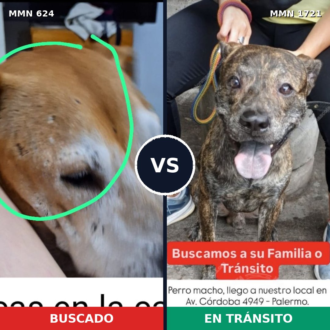 Comparativa MMS 38325: mascota perdida y mascota encontrada, 34% de similitud