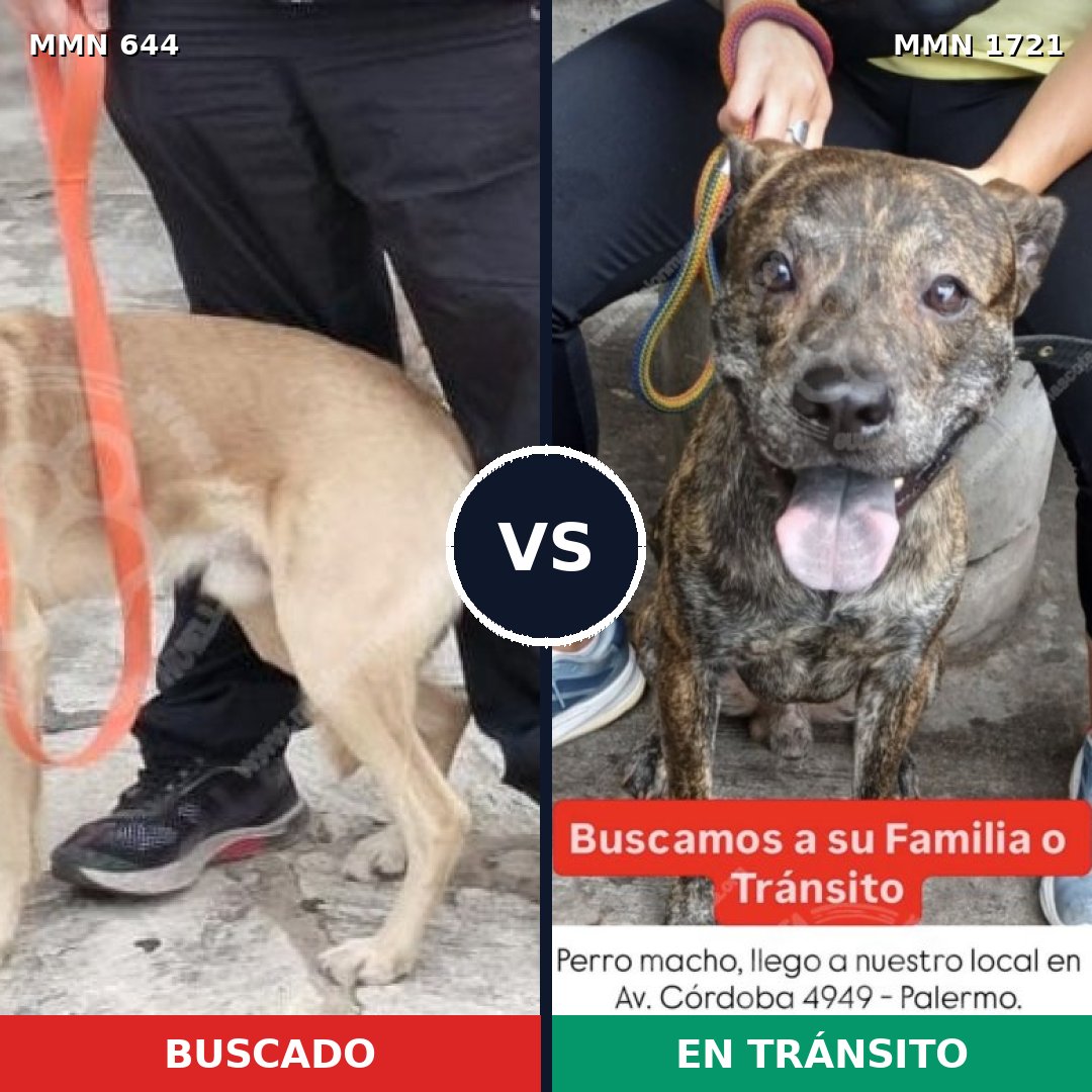 Comparativa MMS 38329: mascota perdida y mascota encontrada, 73% de similitud