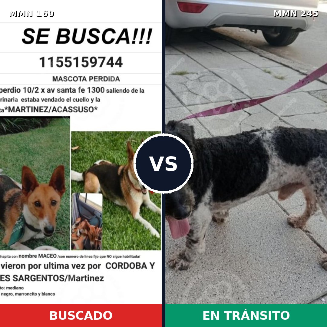 Comparativa MMS 3833: mascota perdida y mascota encontrada, 61% de similitud