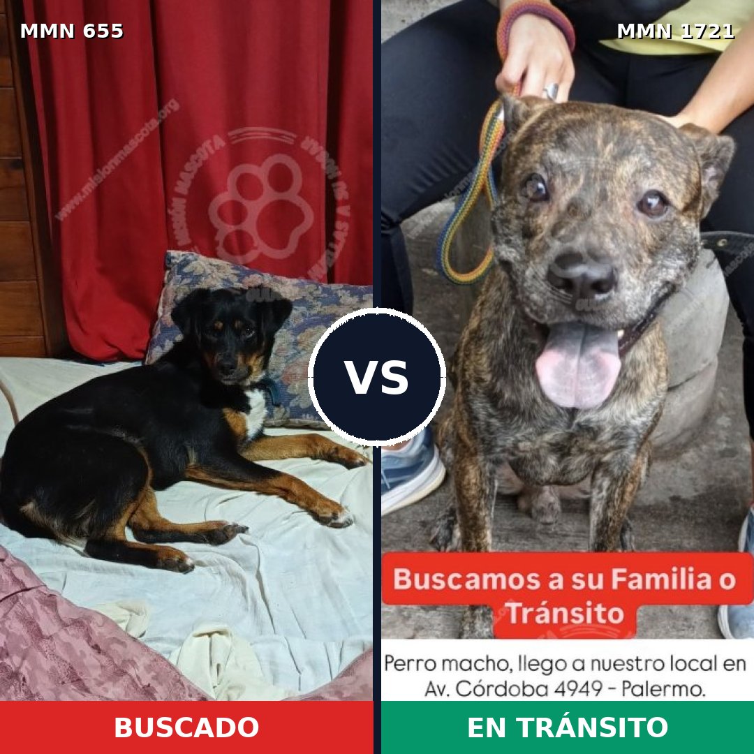Comparativa MMS 38332: mascota perdida y mascota encontrada, 56% de similitud