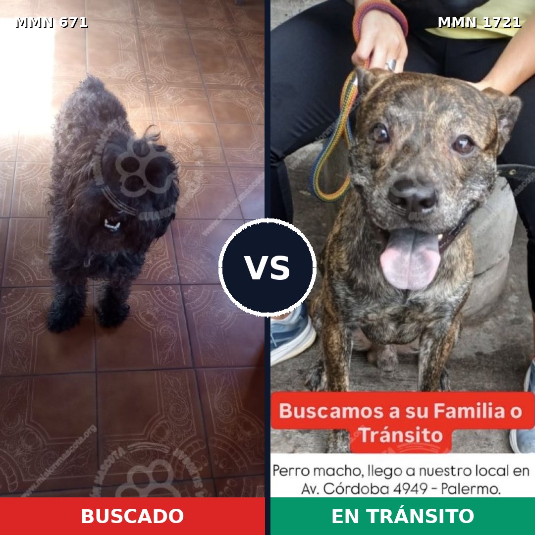 Comparativa MMS 38333: mascota perdida y mascota encontrada, 35% de similitud