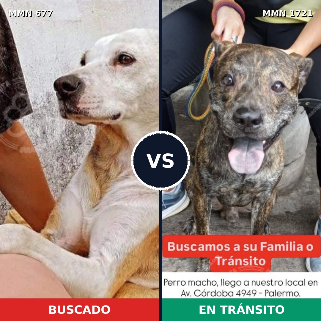 Comparativa MMS 38334: mascota perdida y mascota encontrada, 84% de similitud