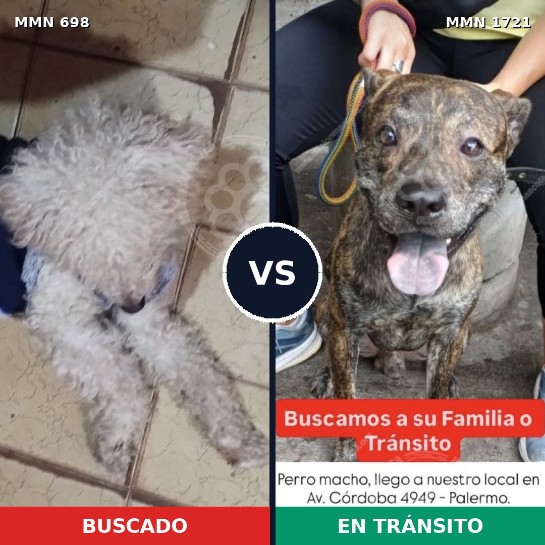 Comparativa MMS 38335: mascota perdida y mascota encontrada, 39% de similitud