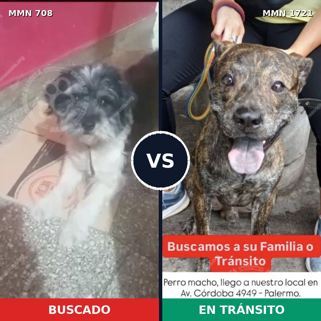 Comparativa MMS 38336: mascota perdida y mascota encontrada, 42% de similitud