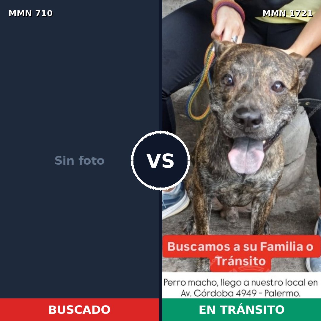 Comparativa MMS 38337: mascota perdida y mascota encontrada, 43% de similitud