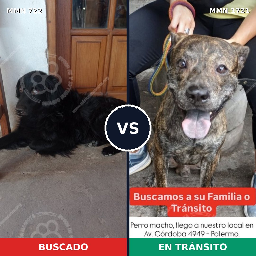 Comparativa MMS 38338: mascota perdida y mascota encontrada, 48% de similitud