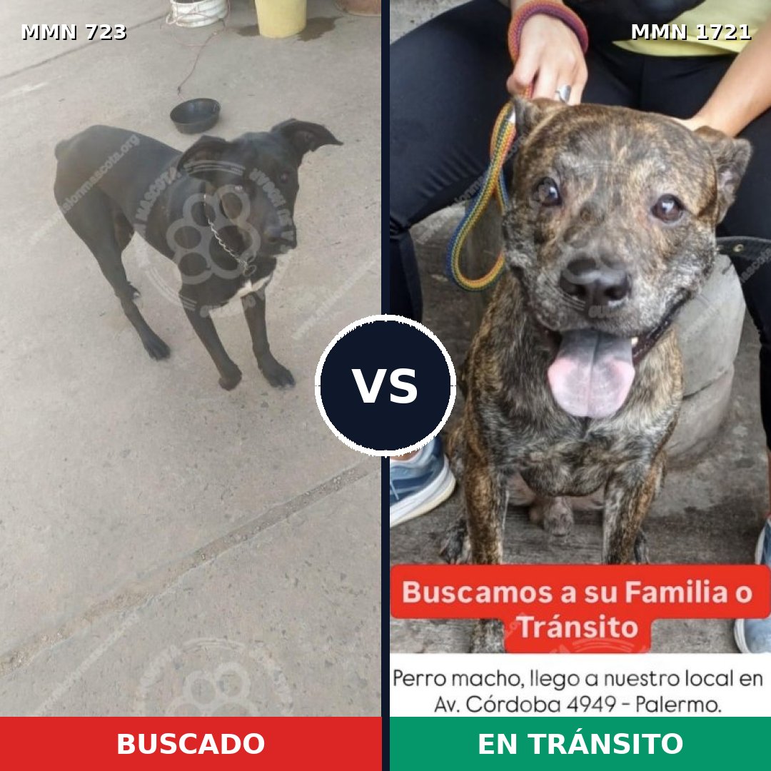 Comparativa MMS 38339: mascota perdida y mascota encontrada, 57% de similitud