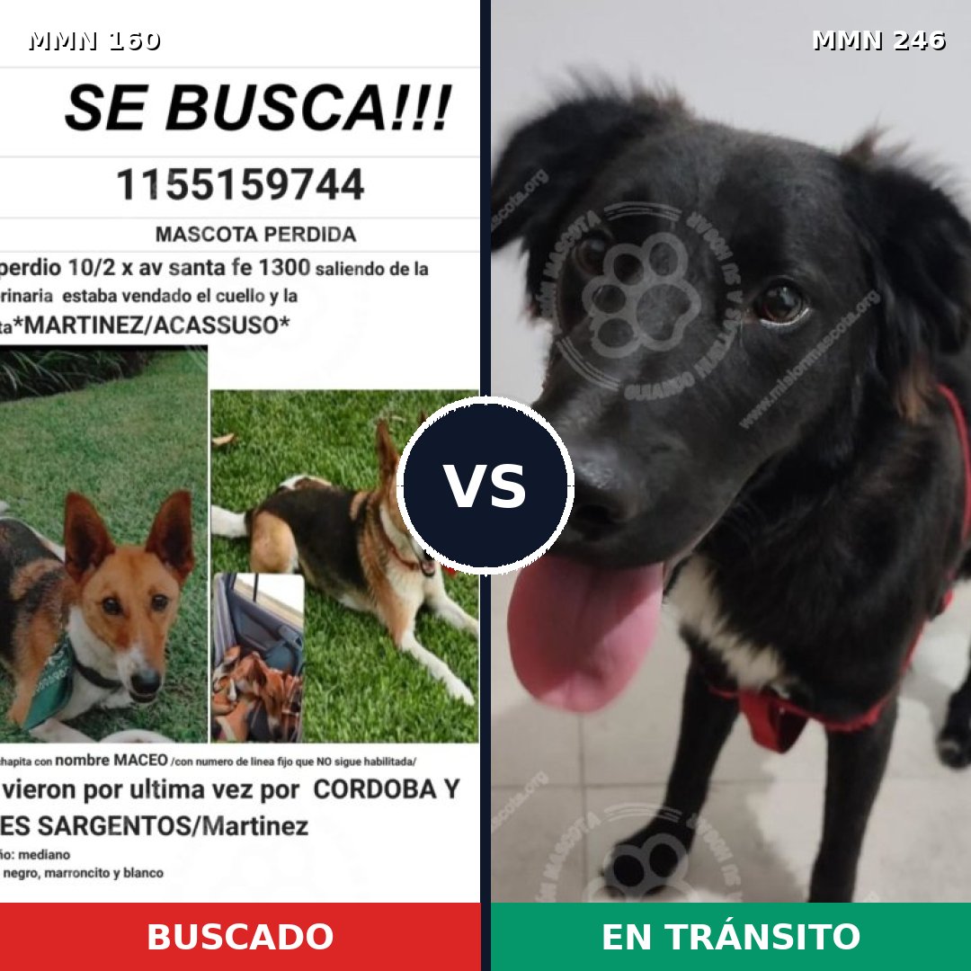 Comparativa MMS 3834: mascota perdida y mascota encontrada, 70% de similitud