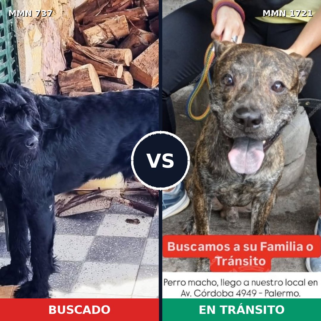 Comparativa MMS 38340: mascota perdida y mascota encontrada, 25% de similitud