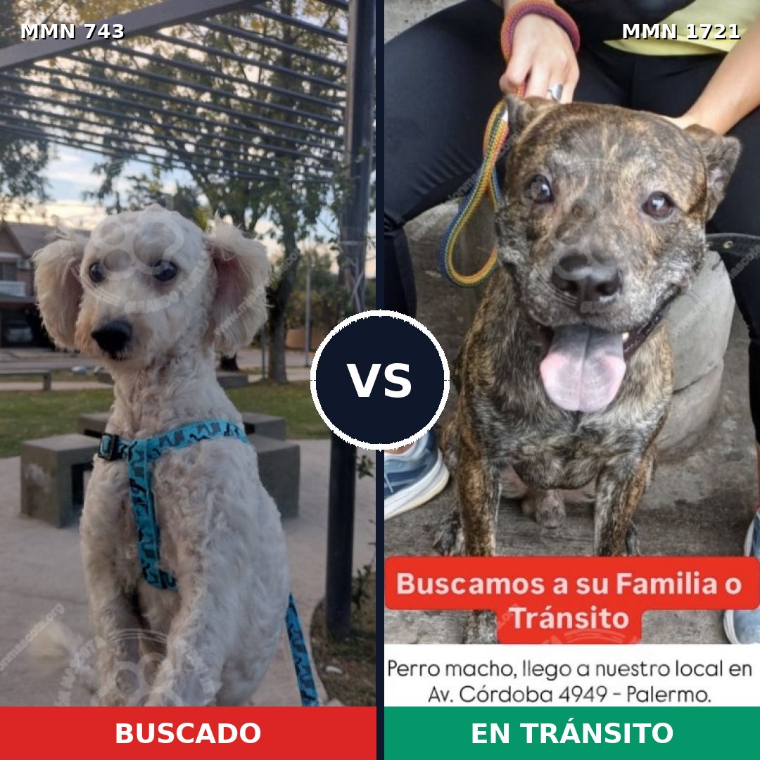Comparativa MMS 38342: mascota perdida y mascota encontrada, 49% de similitud