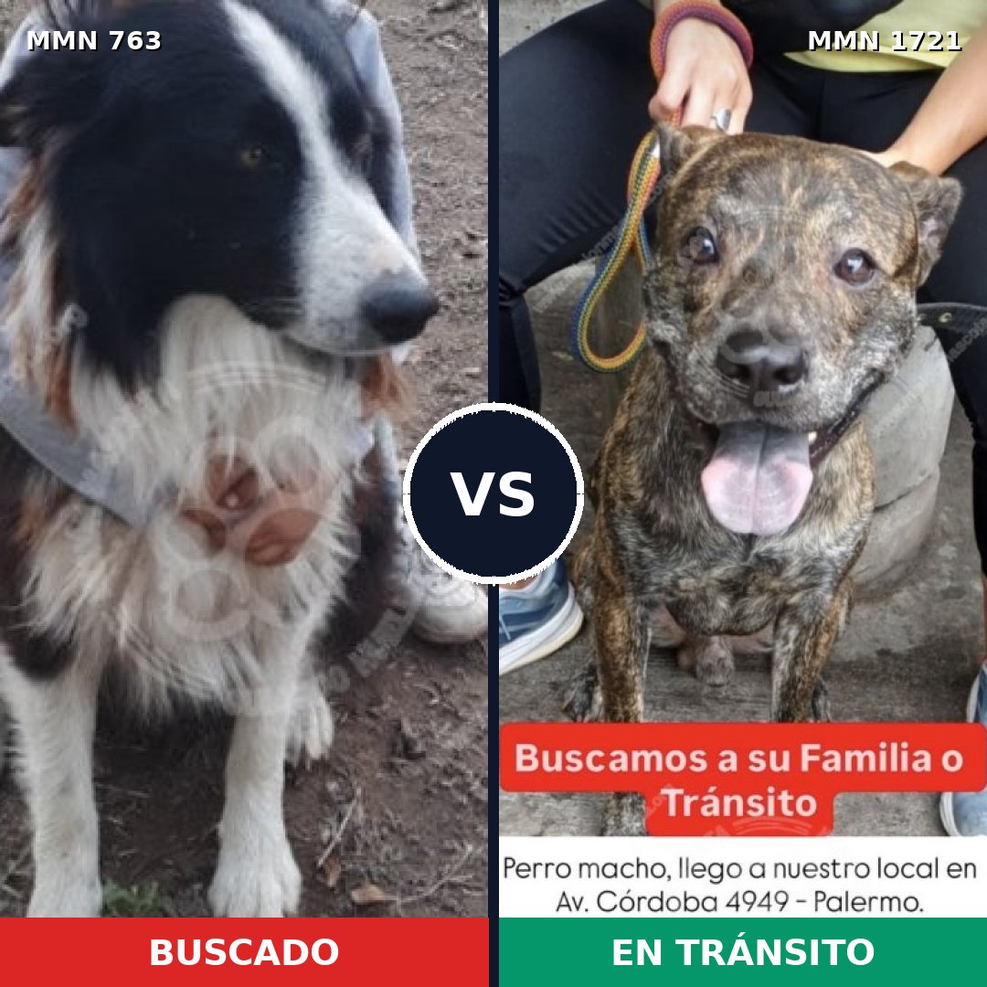 Comparativa MMS 38345: mascota perdida y mascota encontrada, 45% de similitud