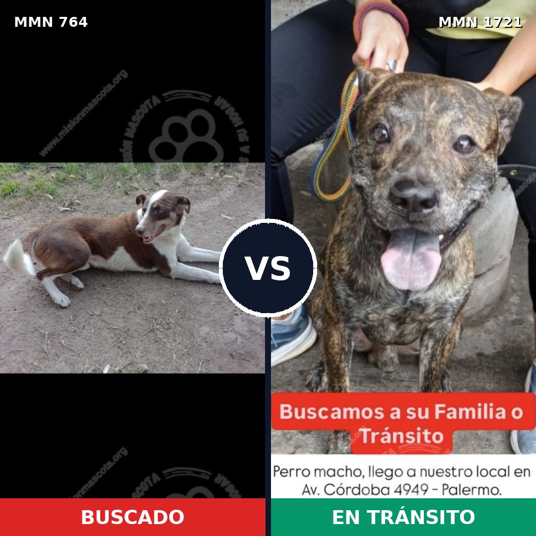 Comparativa MMS 38346: mascota perdida y mascota encontrada, 39% de similitud