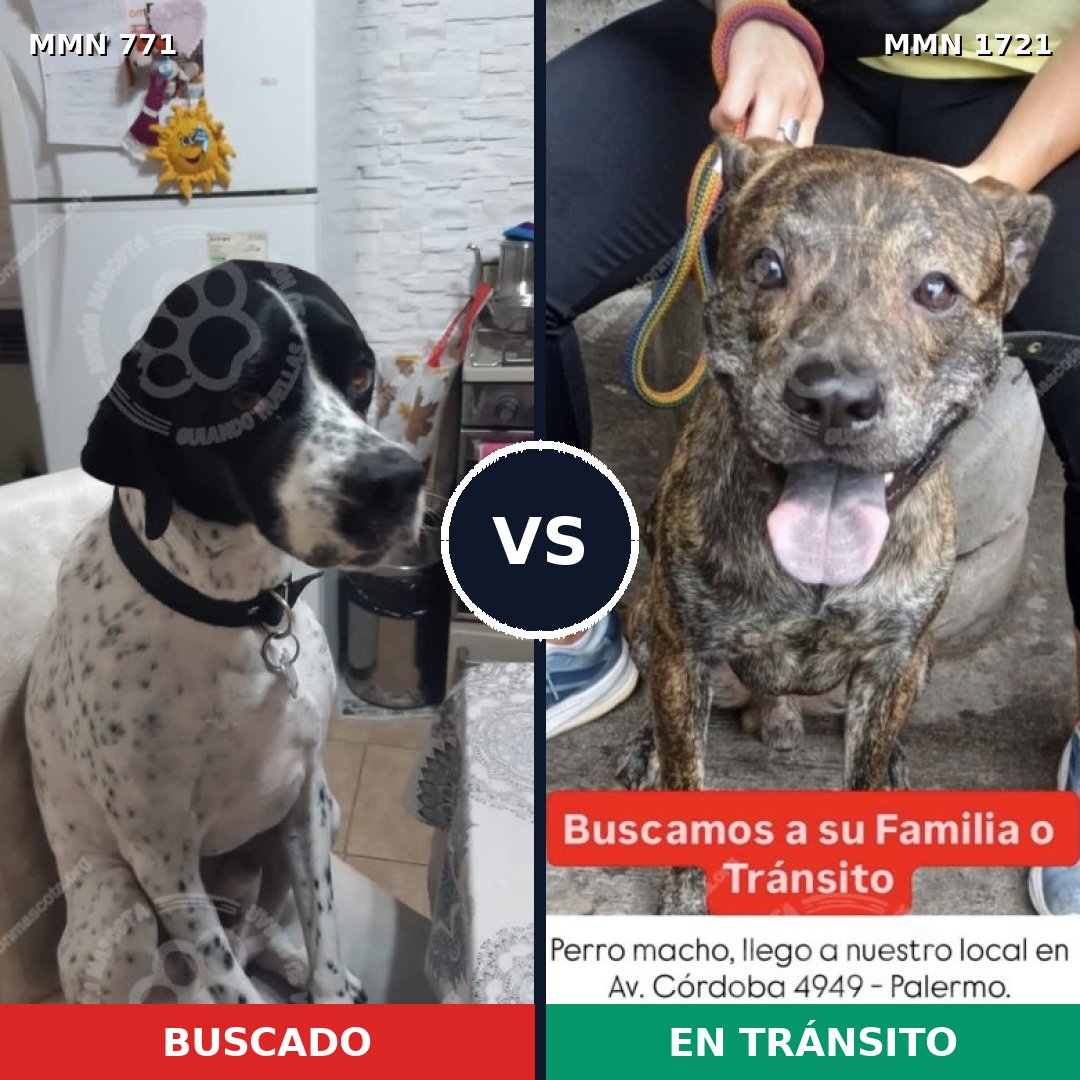 Comparativa MMS 38348: mascota perdida y mascota encontrada, 48% de similitud