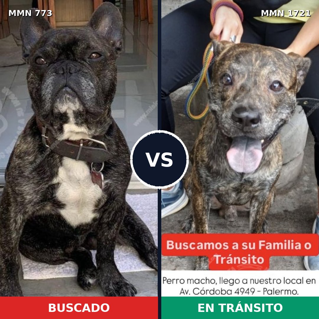 Comparativa MMS 38349: mascota perdida y mascota encontrada, 46% de similitud