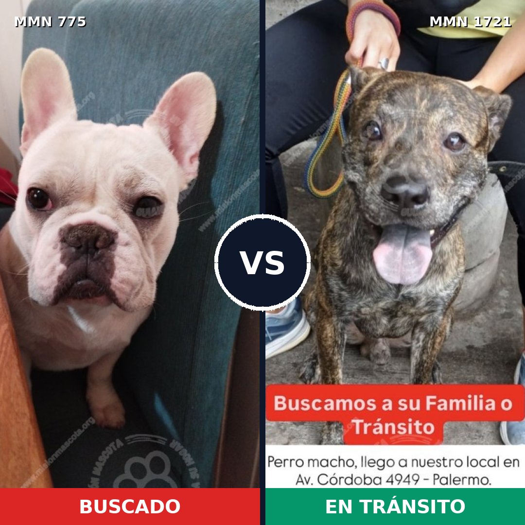 Comparativa MMS 38350: mascota perdida y mascota encontrada, 44% de similitud