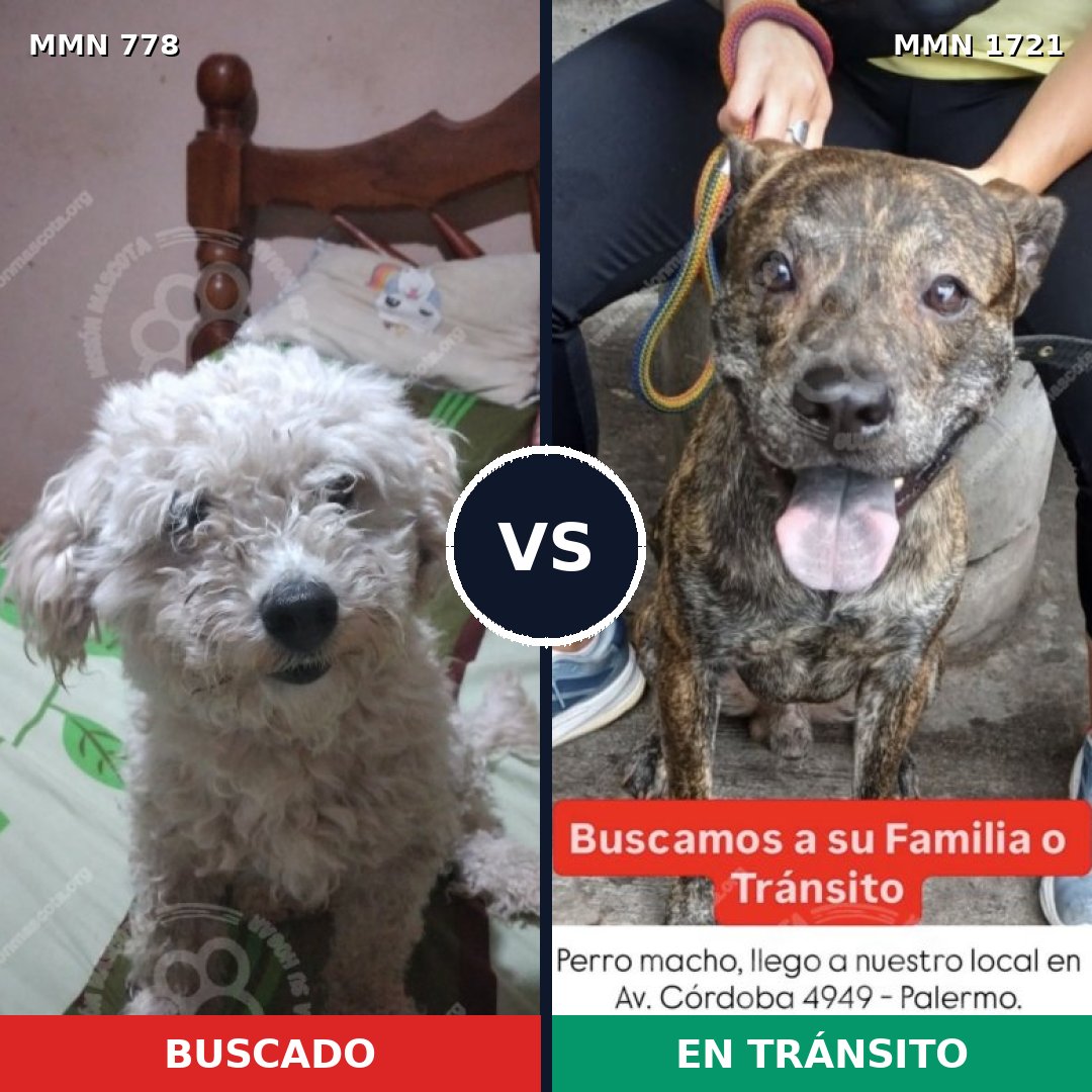 Comparativa MMS 38351: mascota perdida y mascota encontrada, 38% de similitud