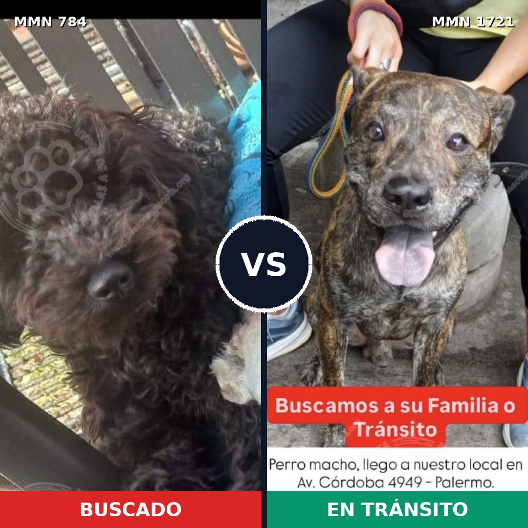 Comparativa MMS 38352: mascota perdida y mascota encontrada, 45% de similitud