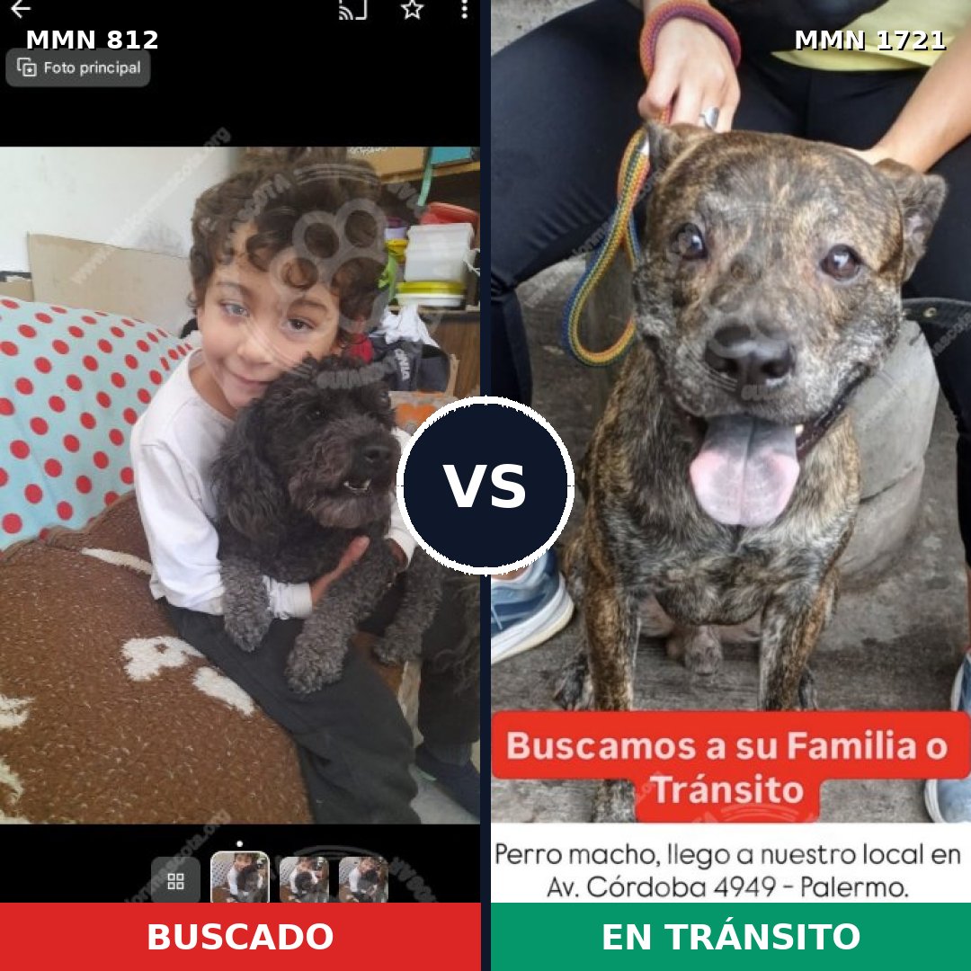 Comparativa MMS 38355: mascota perdida y mascota encontrada, 35% de similitud