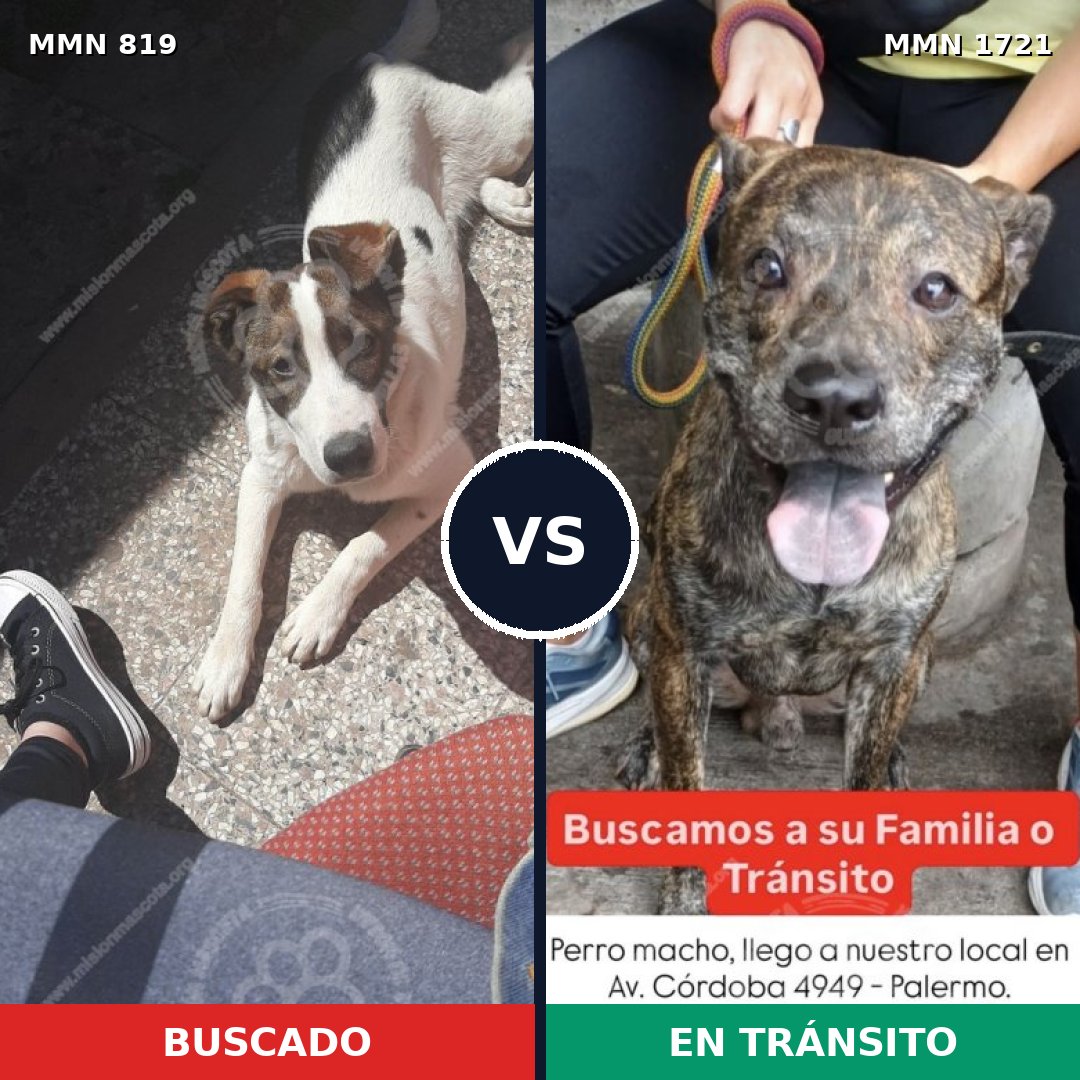 Comparativa MMS 38356: mascota perdida y mascota encontrada, 77% de similitud