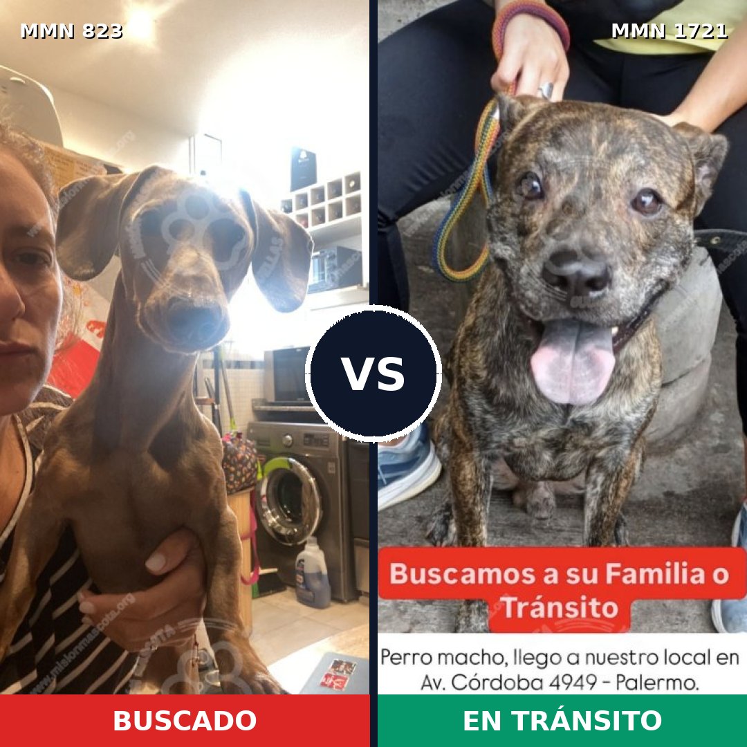 Comparativa MMS 38357: mascota perdida y mascota encontrada, 33% de similitud