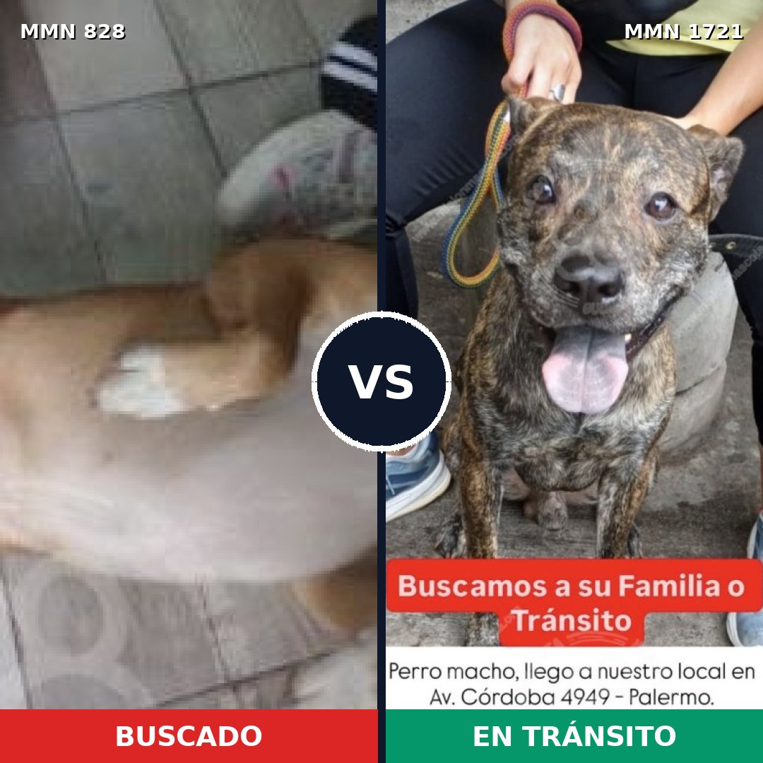 Comparativa MMS 38358: mascota perdida y mascota encontrada, 73% de similitud