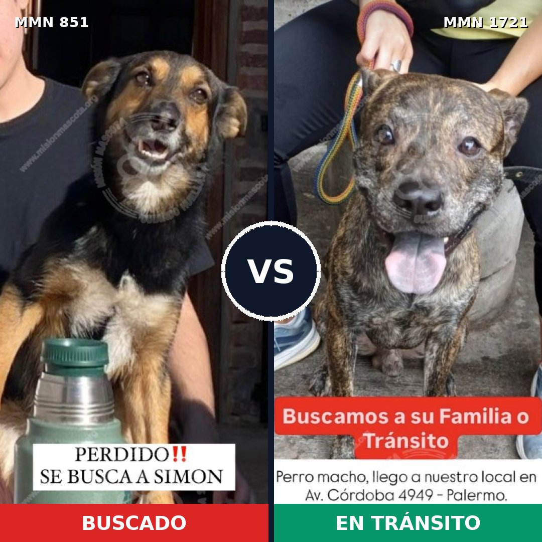 Comparativa MMS 38359: mascota perdida y mascota encontrada, 78% de similitud